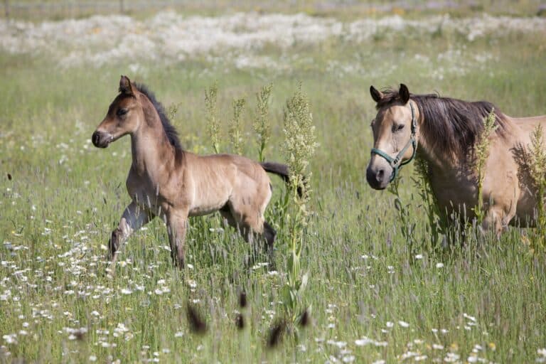 horses