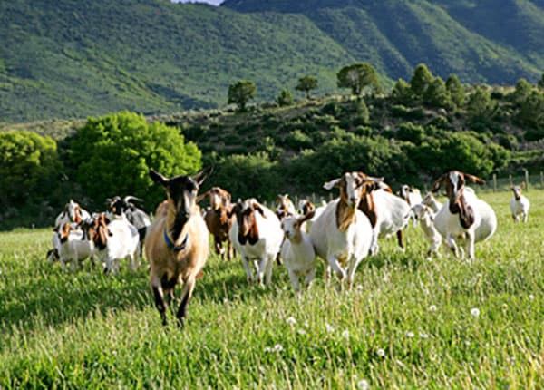 Boer goats