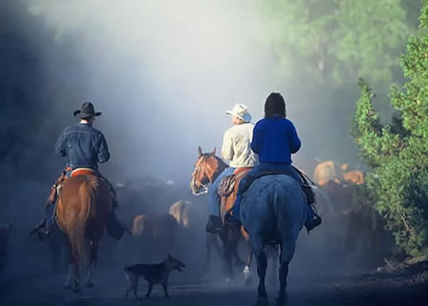 Thompson Creek cattle drive