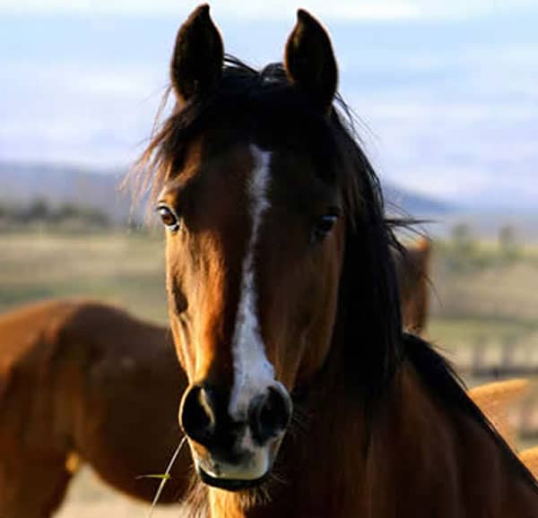 arabian horse