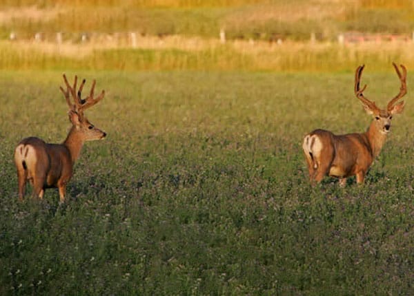 alfalfa bucks