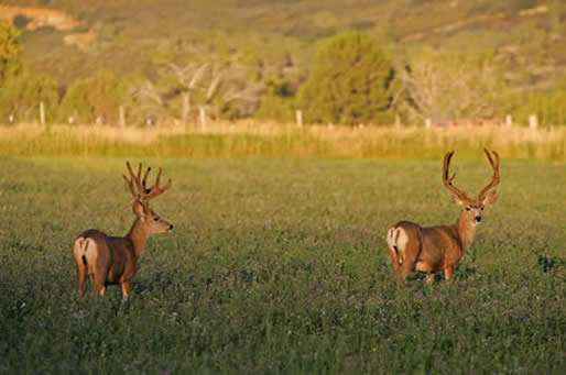 alfalfa bucks