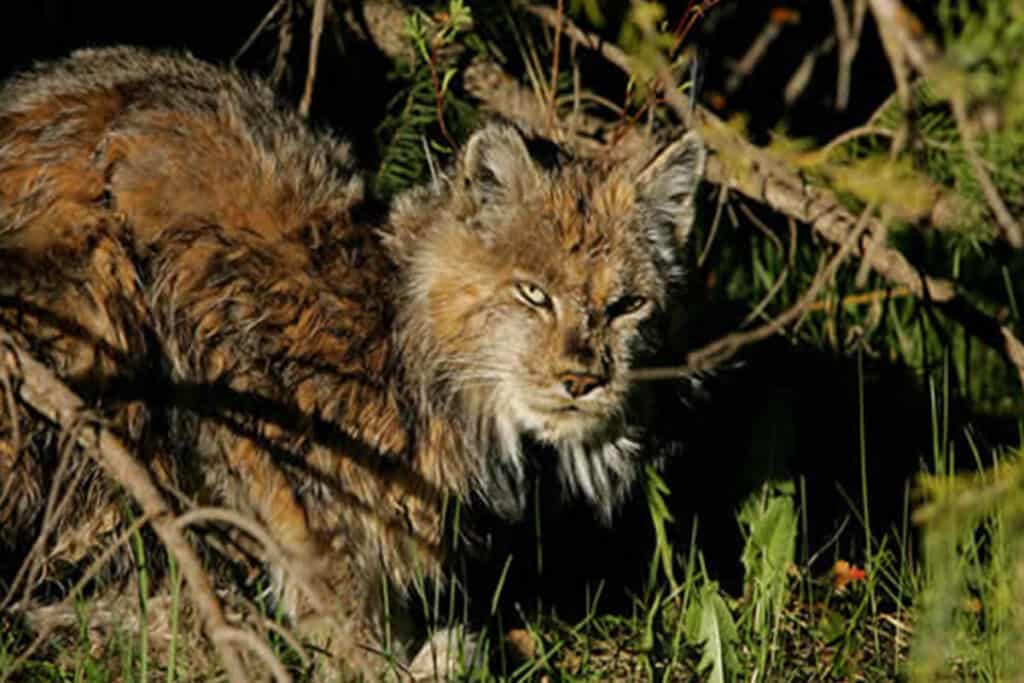 alynx