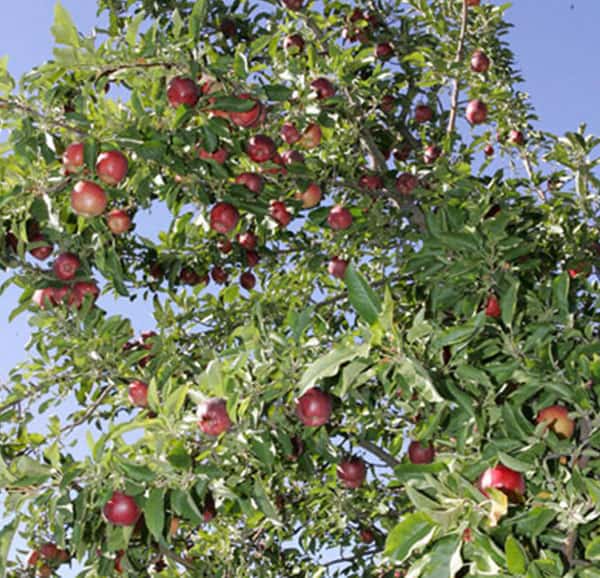 apple tree