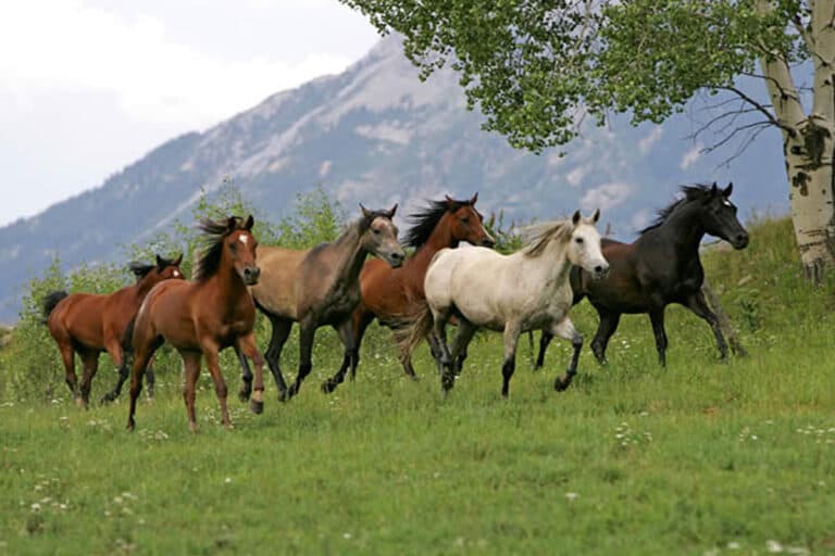 arabian horses