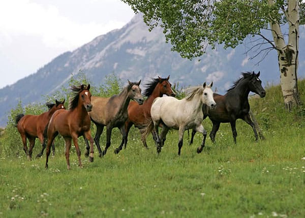 arabian horses