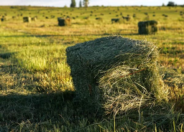 bale in field