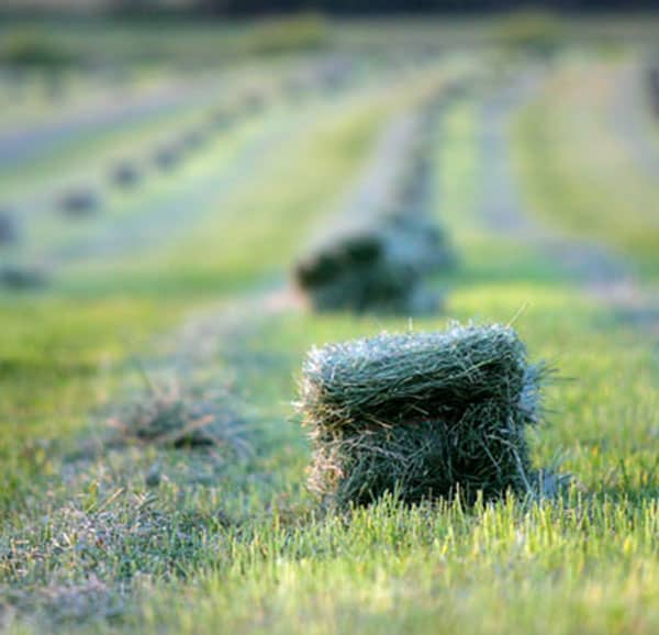 hay bale on Colorado ranch property safe haven investment