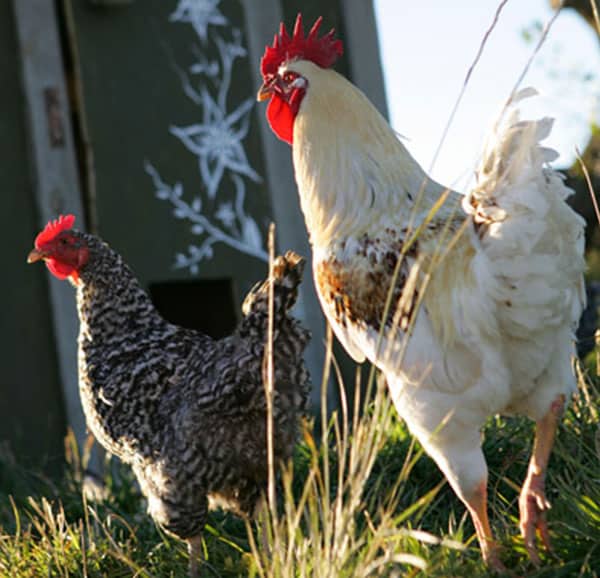 biodynamic chicken