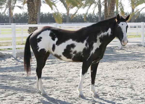 black overo mare
