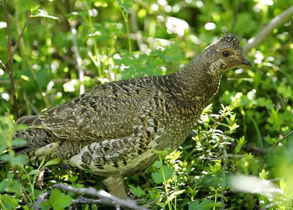 blue grouse
