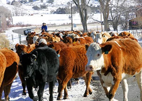 cows