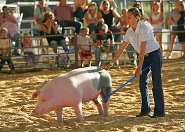 pig