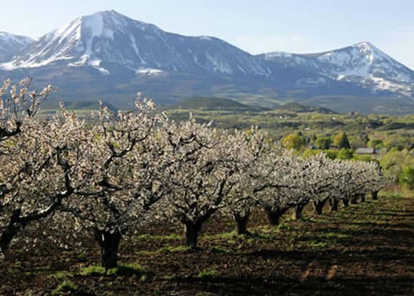 colorado orchard