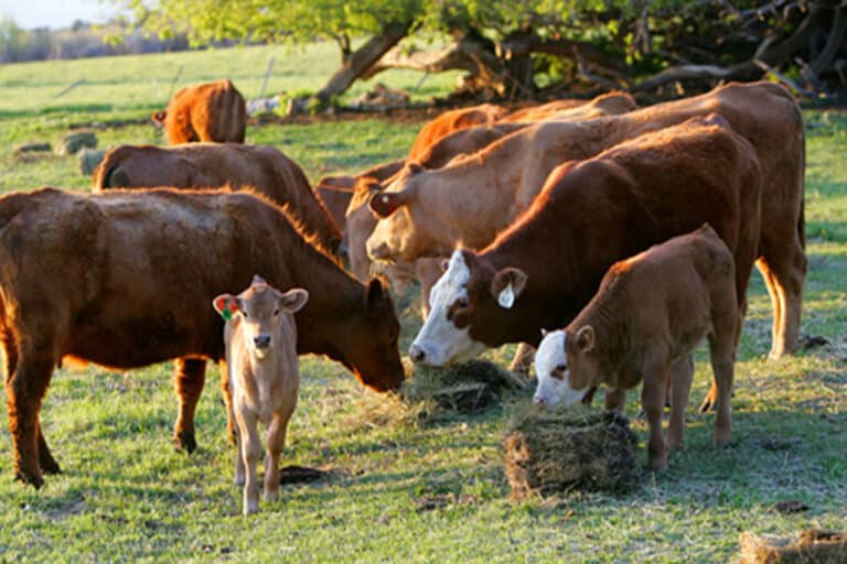 colorado cattle ranching