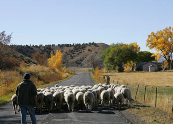 lamb