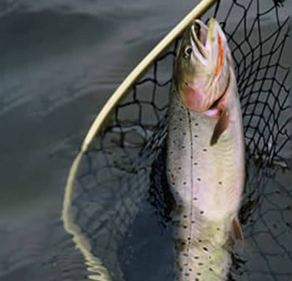 trout