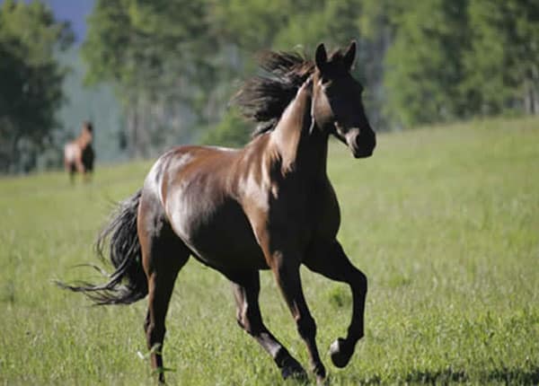 hans running