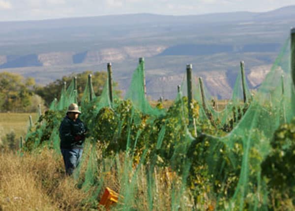 harvesting grapes