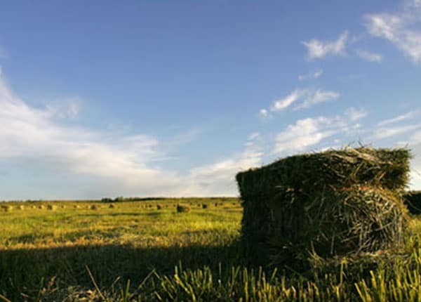 hay bales