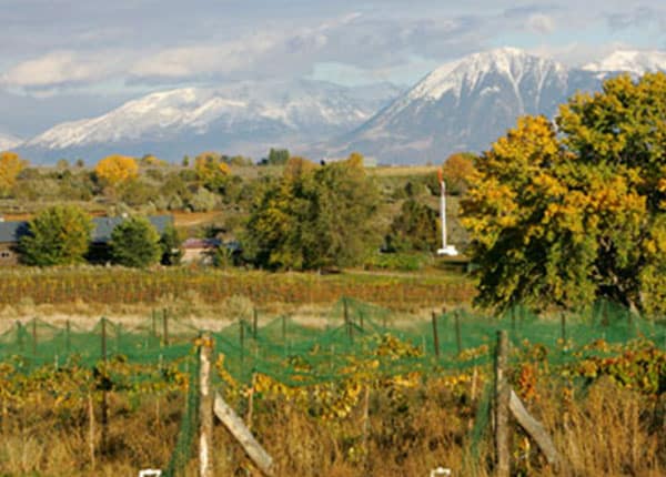 jack rabbit hill vineyard