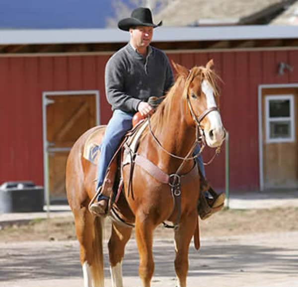 ranch gelding