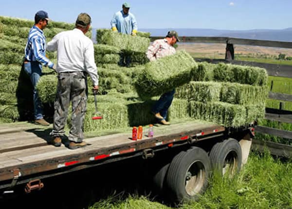 loading semi with hay