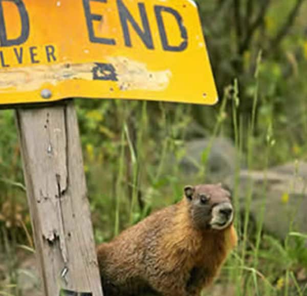 marmot