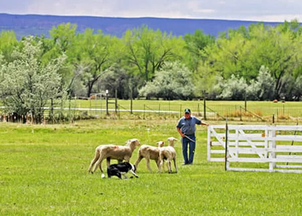 farm