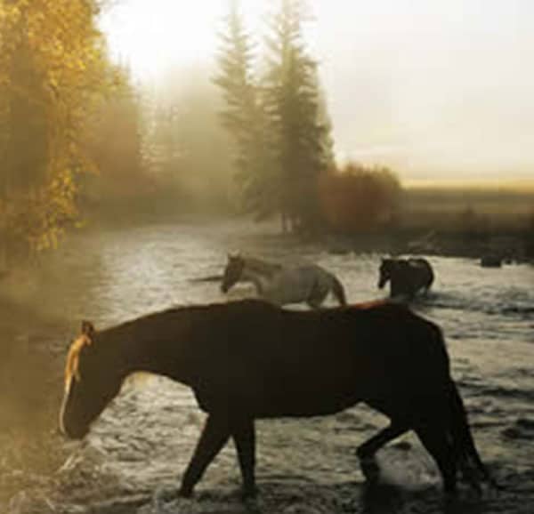 misty crossing