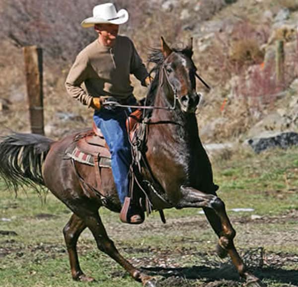 nicounder-saddle