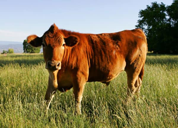organic beef steer