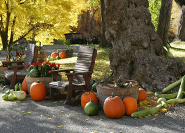 pumpkins