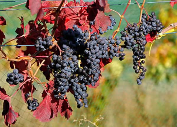 red grape leaves