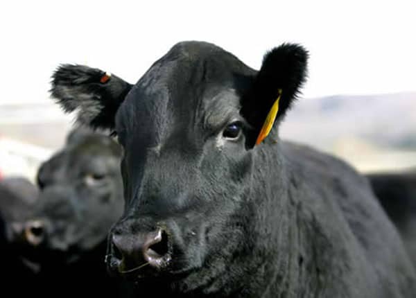 registered angus