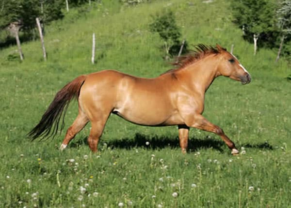 running horse