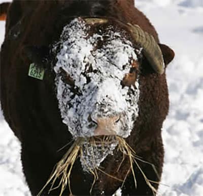 snow bull
