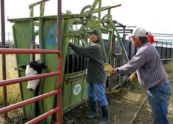 squeeze chute heifer