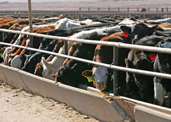 steers in feed lot