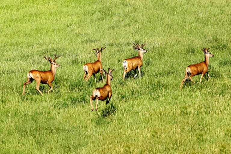 summer bucks banner