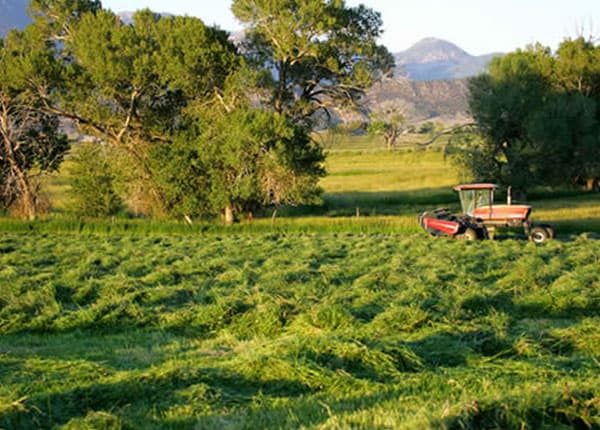 swatherin west field