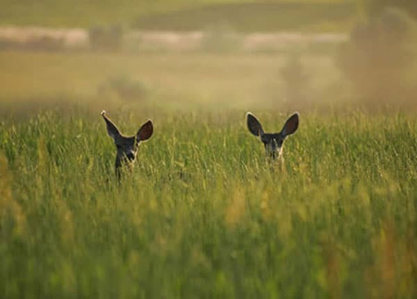 tall hay deer