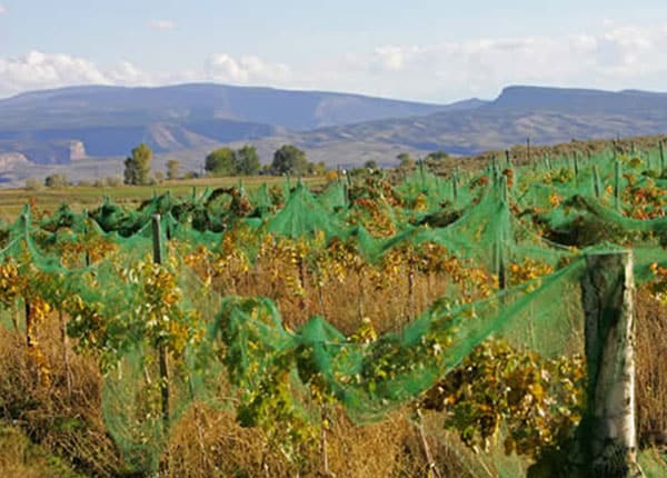 vineyard