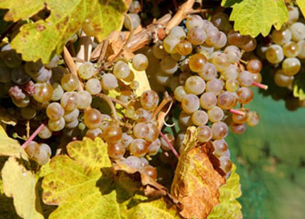 white grapes