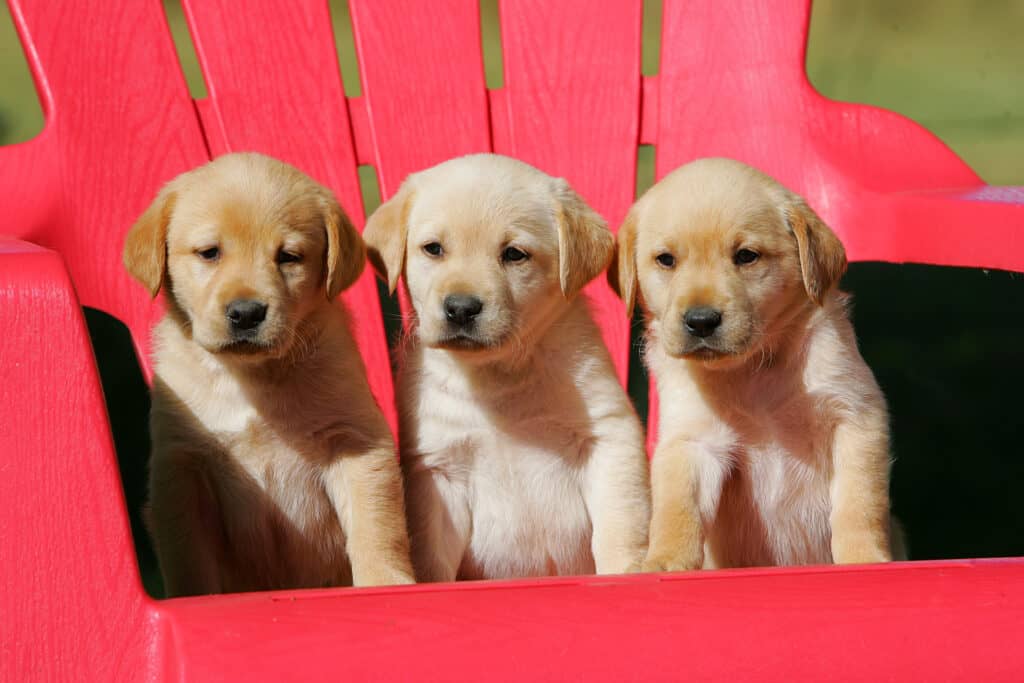 Colorado Yellow Lab Puppies