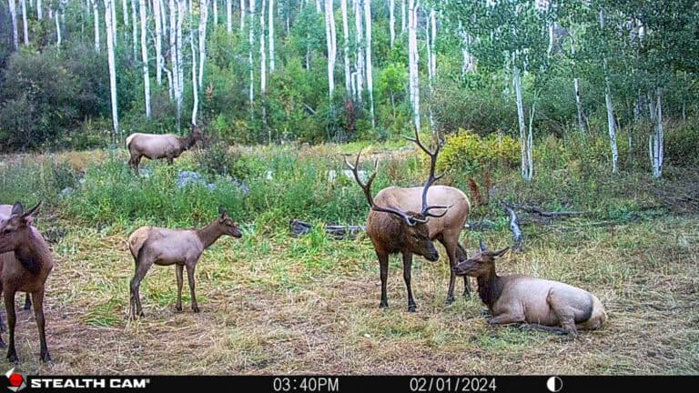 Buckhorn Lakes Ranch Game camera Elk