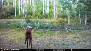 Bull elk Buckhorn Lakes Ranch